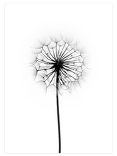 Dandelion N1 - Art Print